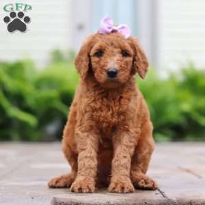 Nectarine, Goldendoodle Puppy