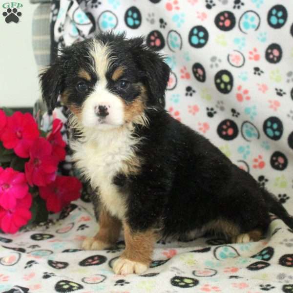Ned, Miniature Bernese Mountain Dog Puppy