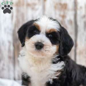Neil, Mini Bernedoodle Puppy