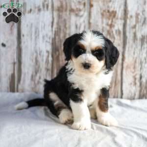 Neil, Mini Bernedoodle Puppy