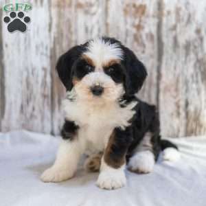 Neil, Mini Bernedoodle Puppy