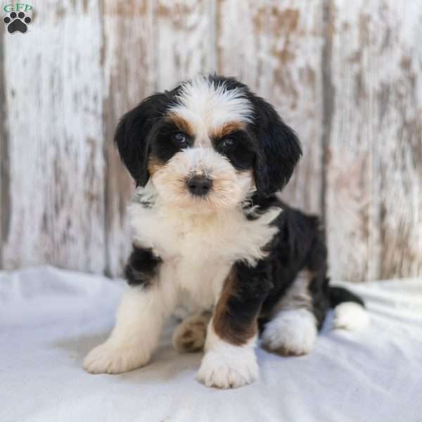 Neil, Mini Bernedoodle Puppy