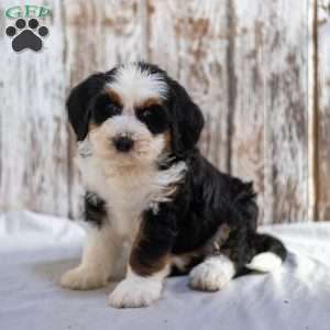 Neil, Mini Bernedoodle Puppy