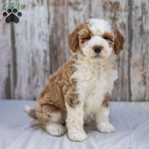 Neila, Mini Bernedoodle Puppy