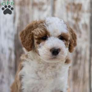 Neila, Mini Bernedoodle Puppy