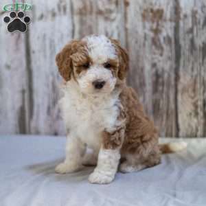 Neila, Mini Bernedoodle Puppy
