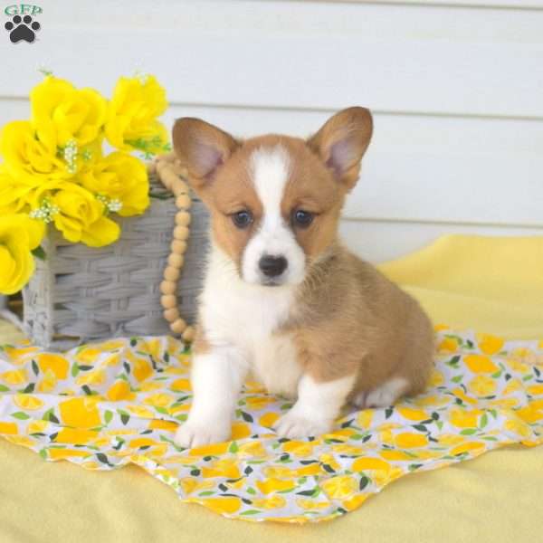 Nellie, Pembroke Welsh Corgi Puppy