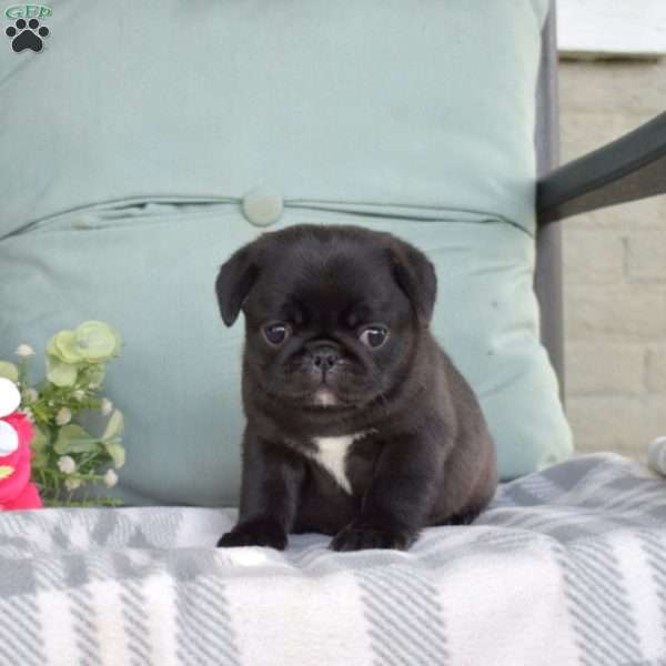 Nellie, Pug Puppy