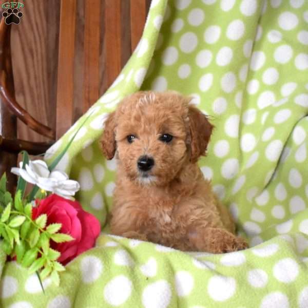 Nellie, Mini Goldendoodle Puppy
