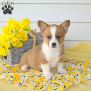 Nellie, Pembroke Welsh Corgi Puppy