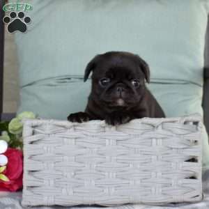 Nellie, Pug Puppy
