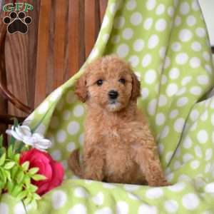 Nellie, Mini Goldendoodle Puppy