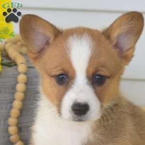 Nellie, Pembroke Welsh Corgi Puppy