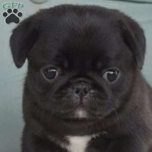 Nellie, Pug Puppy