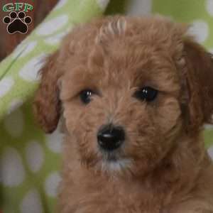 Nellie, Mini Goldendoodle Puppy