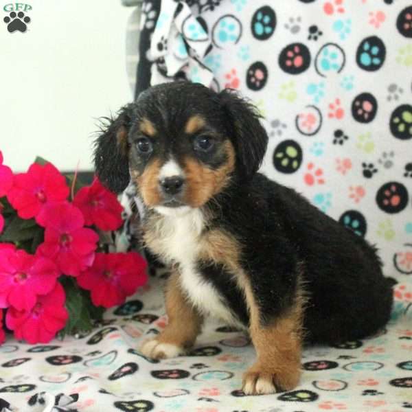 Nelson, Miniature Bernese Mountain Dog Puppy