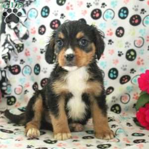 Nelson, Miniature Bernese Mountain Dog Puppy