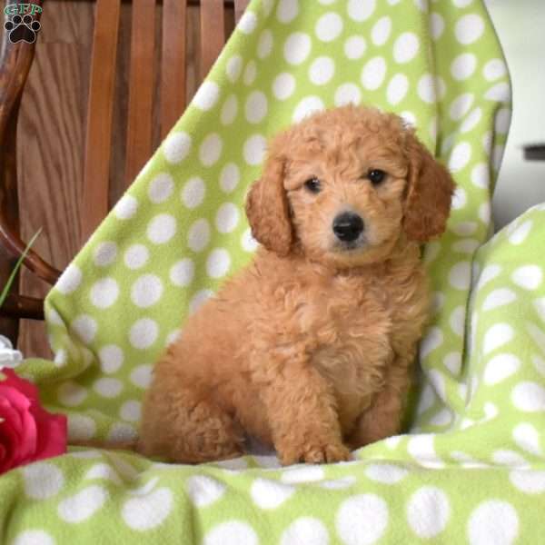 Nemo, Mini Goldendoodle Puppy