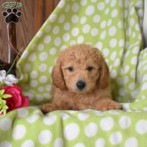 Nemo, Mini Goldendoodle Puppy