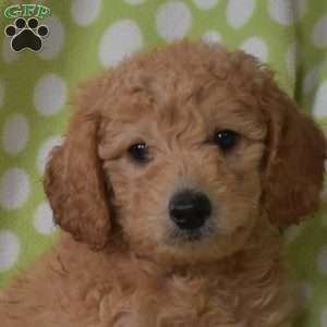 Nemo, Mini Goldendoodle Puppy