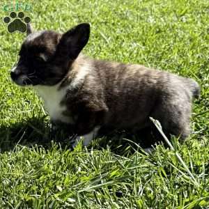 Nemo, Pembroke Welsh Corgi Puppy