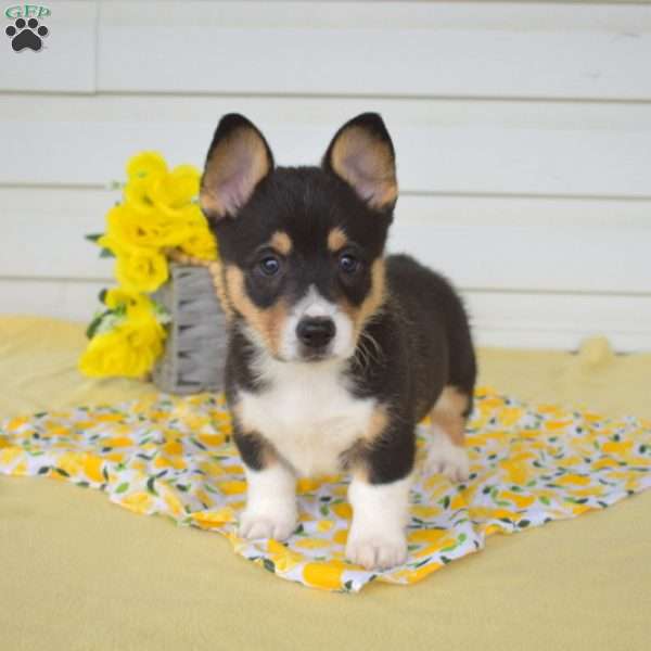Neo, Pembroke Welsh Corgi Puppy