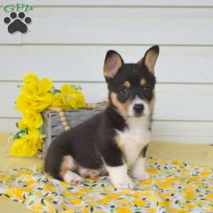 Neo, Pembroke Welsh Corgi Puppy