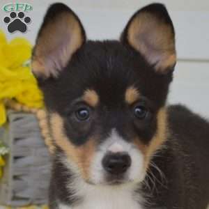 Neo, Pembroke Welsh Corgi Puppy