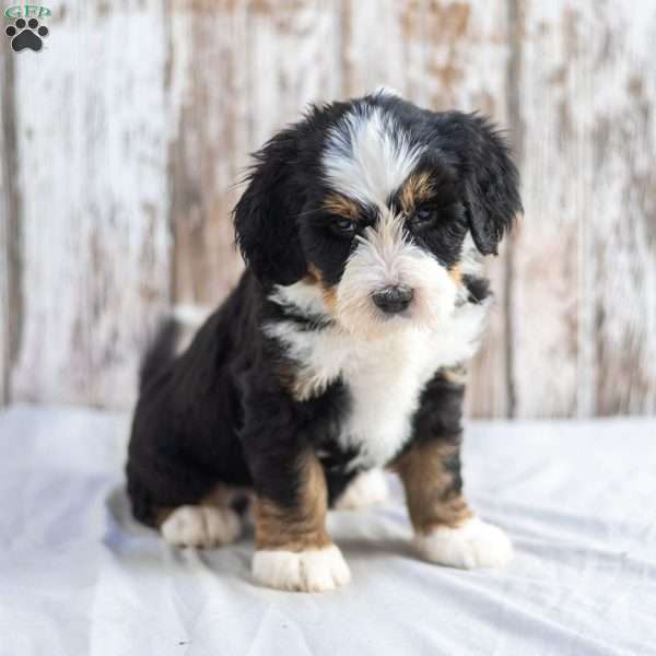 Nevina, Mini Bernedoodle Puppy