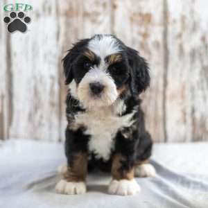 Nevina, Mini Bernedoodle Puppy