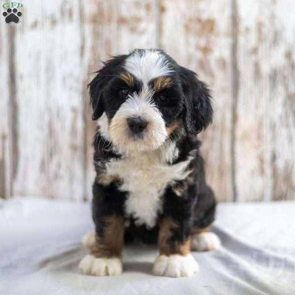 Nevina, Mini Bernedoodle Puppy