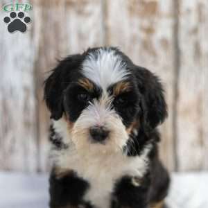 Nevina, Mini Bernedoodle Puppy