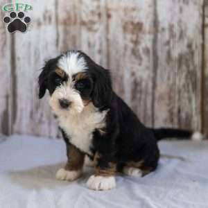 Nevina, Mini Bernedoodle Puppy