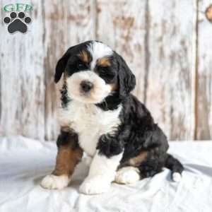 Nick, Mini Bernedoodle Puppy