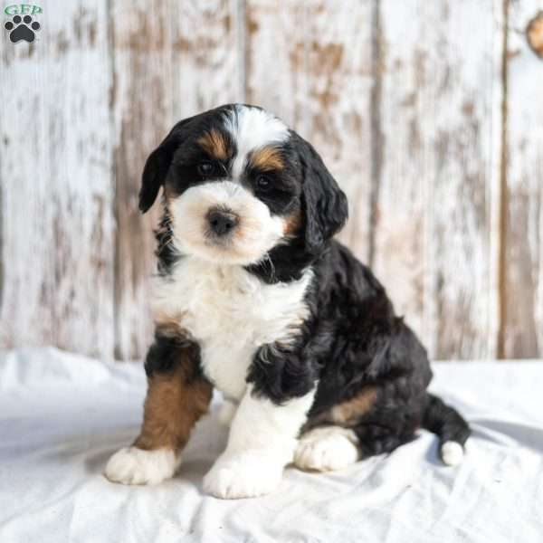 Nick, Mini Bernedoodle Puppy