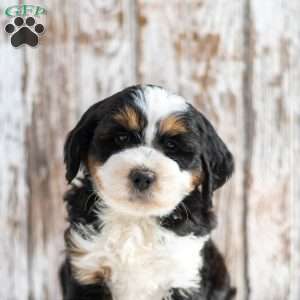 Nick, Mini Bernedoodle Puppy