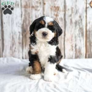 Nick, Mini Bernedoodle Puppy
