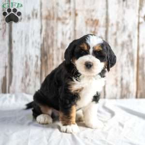 Nick, Mini Bernedoodle Puppy