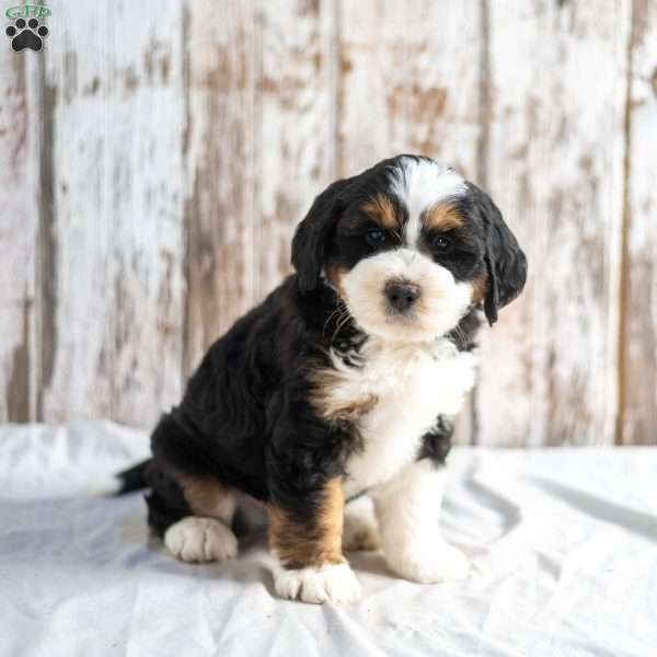 Nick, Mini Bernedoodle Puppy