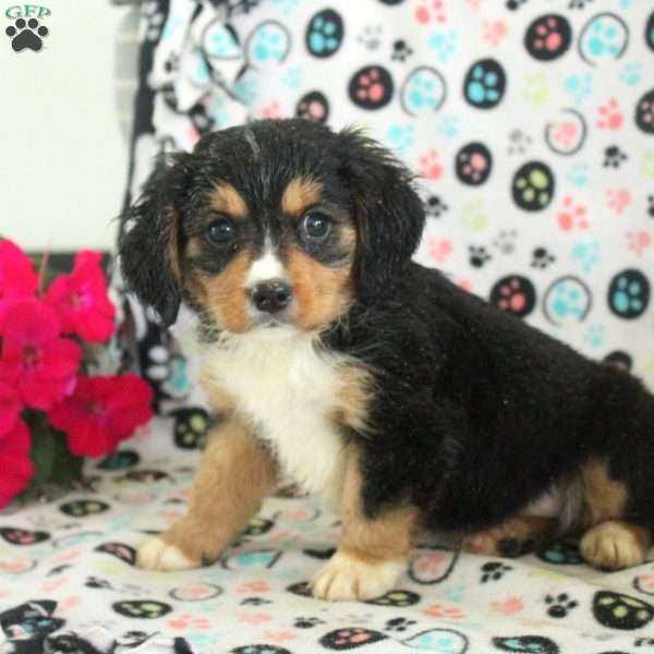 Nick, Miniature Bernese Mountain Dog Puppy
