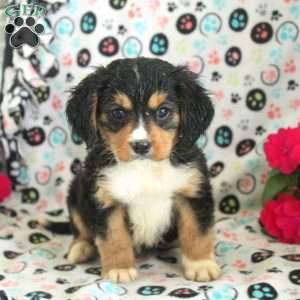 Nick, Miniature Bernese Mountain Dog Puppy