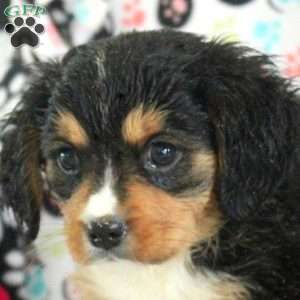 Nick, Miniature Bernese Mountain Dog Puppy
