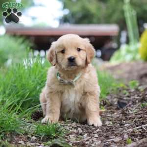 Nico, Golden Retriever Puppy