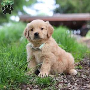 Nico, Golden Retriever Puppy