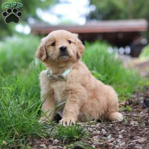 Nico, Golden Retriever Puppy