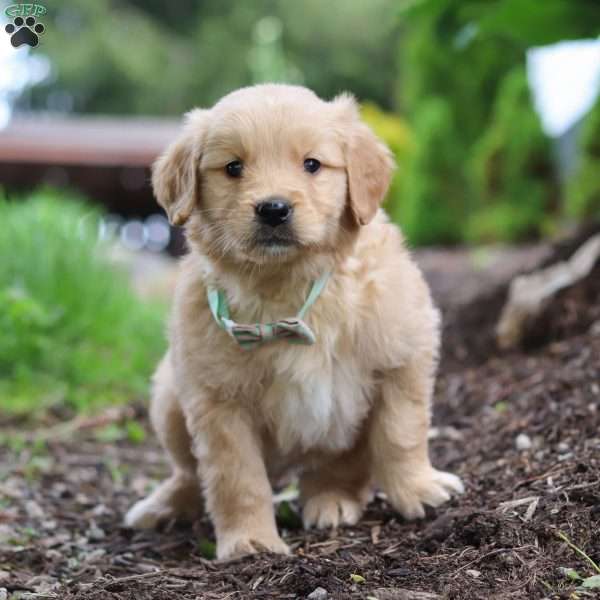 Nico, Golden Retriever Puppy
