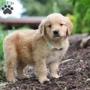 Nico, Golden Retriever Puppy
