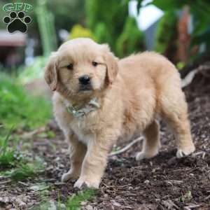 Nico, Golden Retriever Puppy
