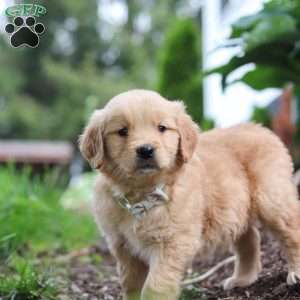 Nico, Golden Retriever Puppy