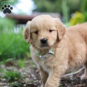 Nico, Golden Retriever Puppy